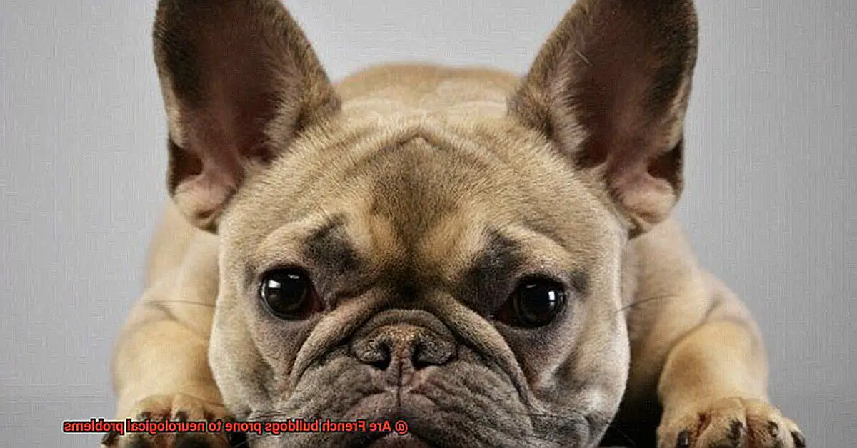 Are French bulldogs prone to neurological problems-2