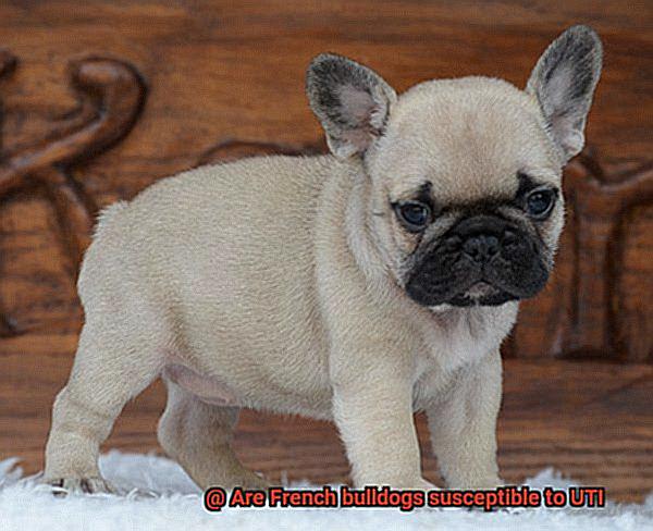 Are French bulldogs susceptible to UTI-6