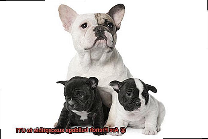 Are French bulldogs susceptible to UTI-3