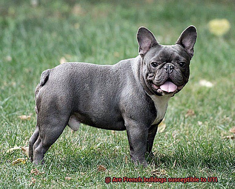 Are French bulldogs susceptible to UTI-5