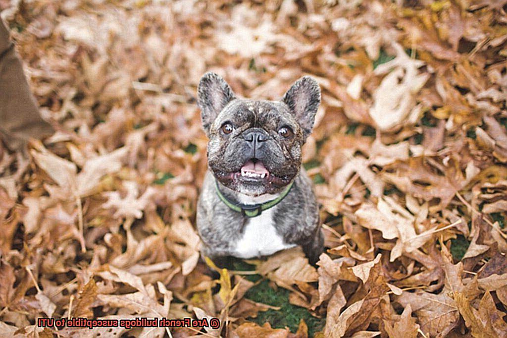 Are French bulldogs susceptible to UTI-4