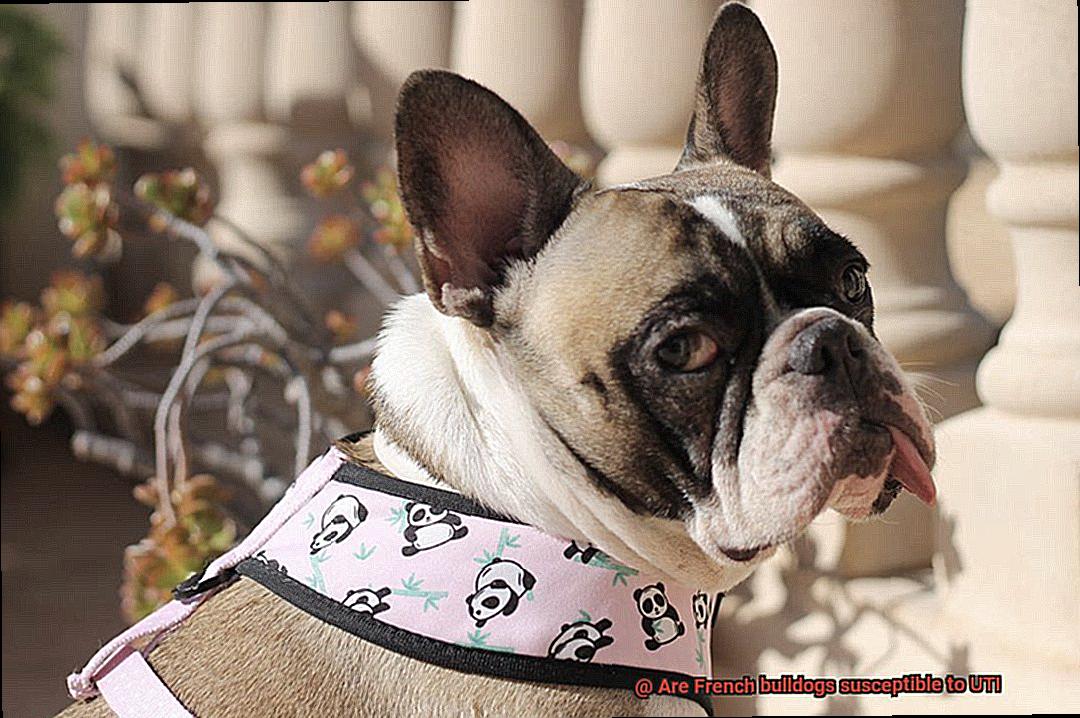 Are French bulldogs susceptible to UTI-7