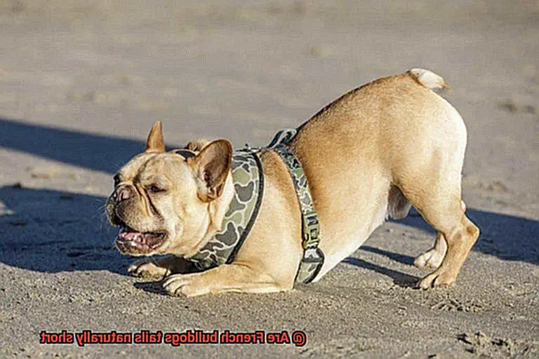 Are French bulldogs tails naturally short-3