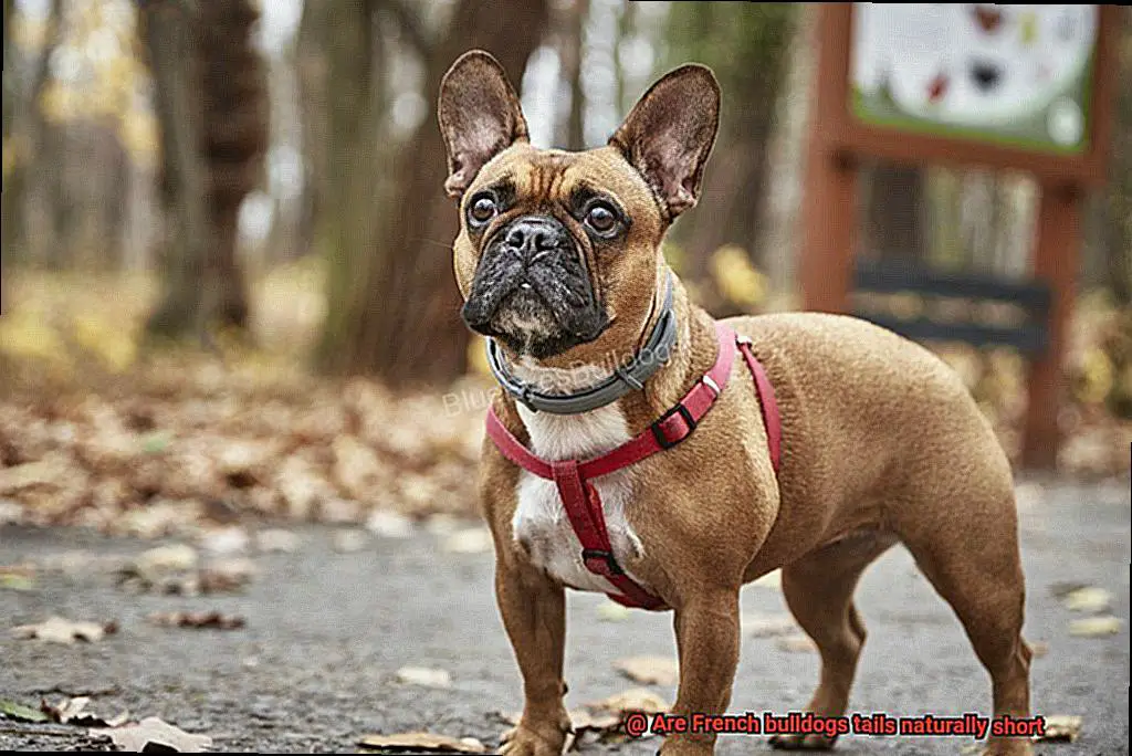 Are French bulldogs tails naturally short-4