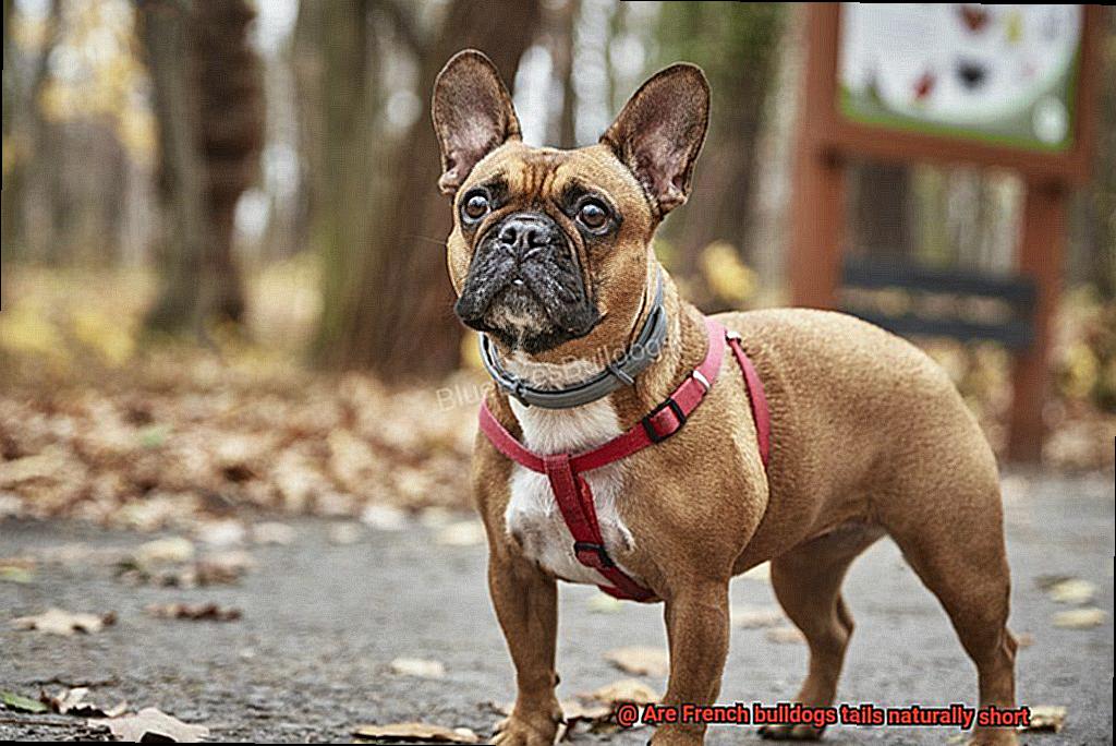 Are French bulldogs tails naturally short-4