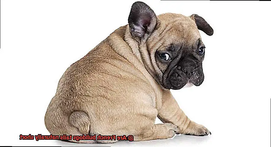 Are French bulldogs tails naturally short-2