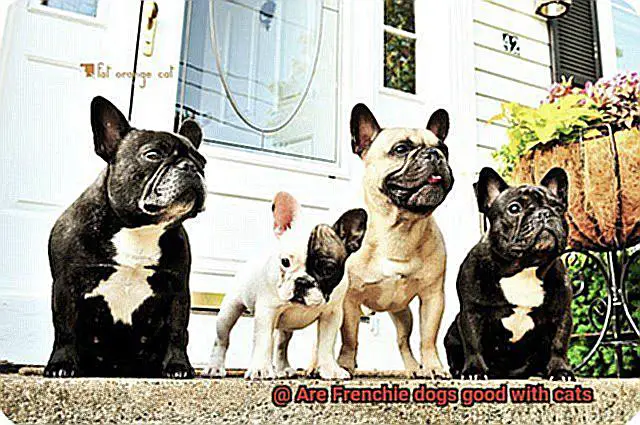Are Frenchie dogs good with cats-3