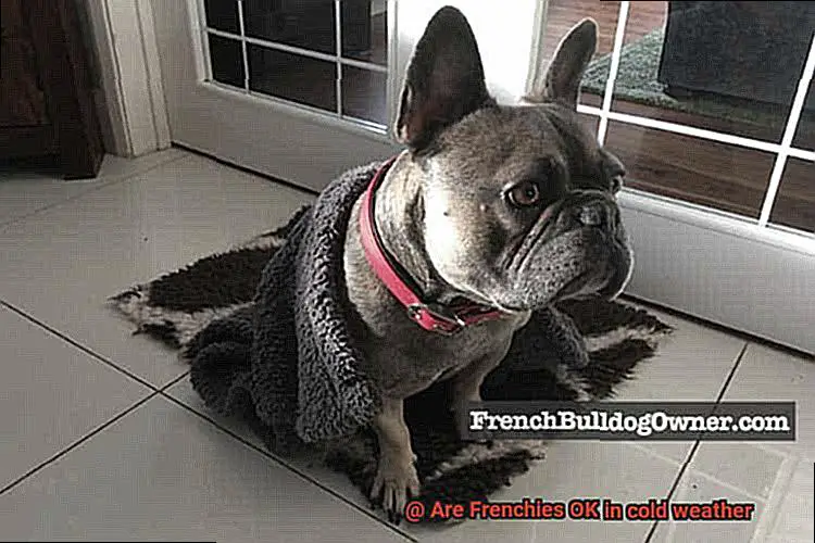 Are Frenchies OK in cold weather-2