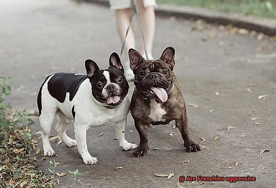 Are Frenchies aggressive-7
