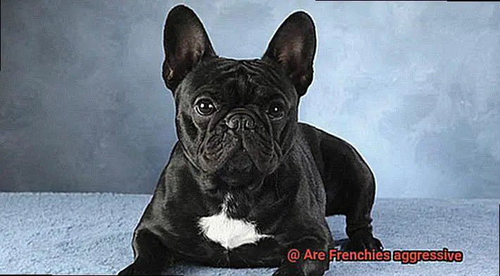 Are Frenchies aggressive-3