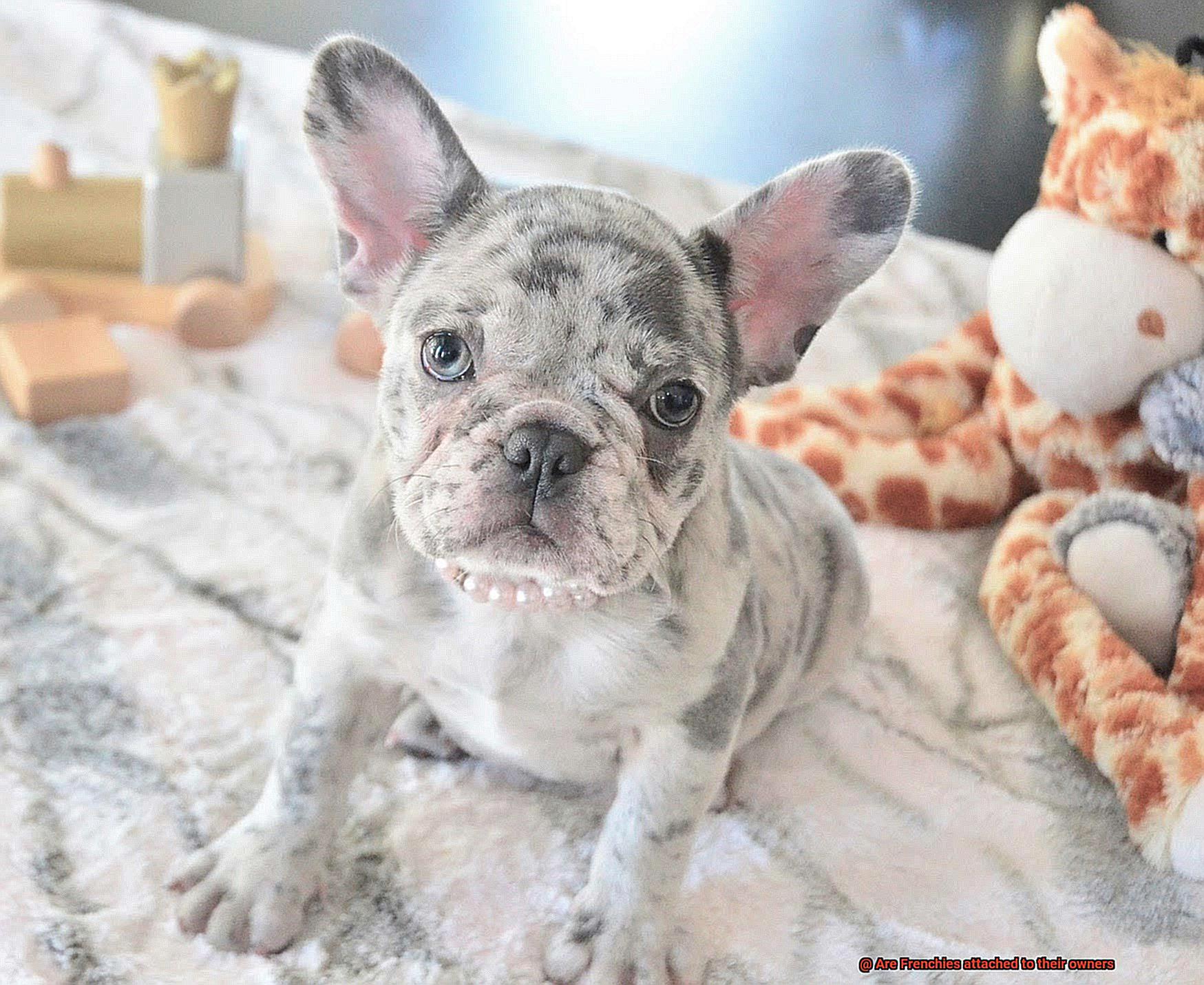 Are Frenchies attached to their owners-2