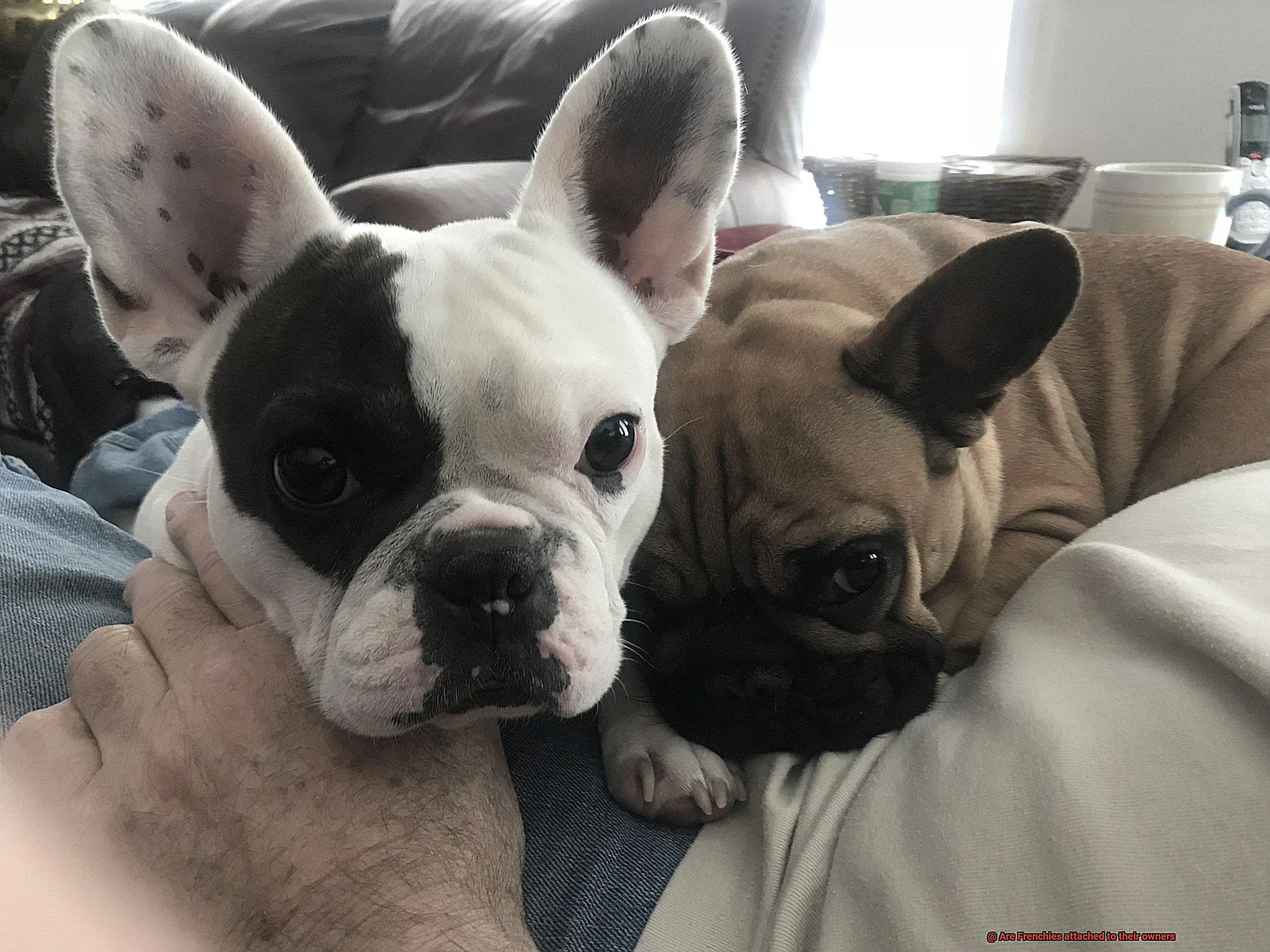 Are Frenchies attached to their owners-3