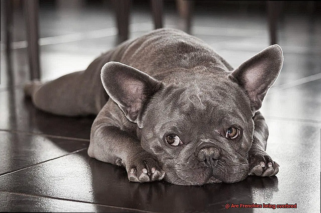 Are Frenchies being overbred-2