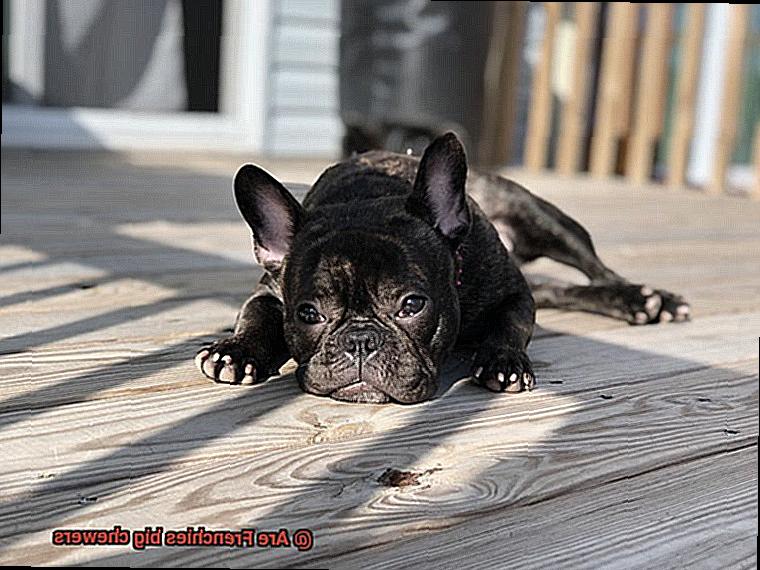 Are Frenchies big chewers-2