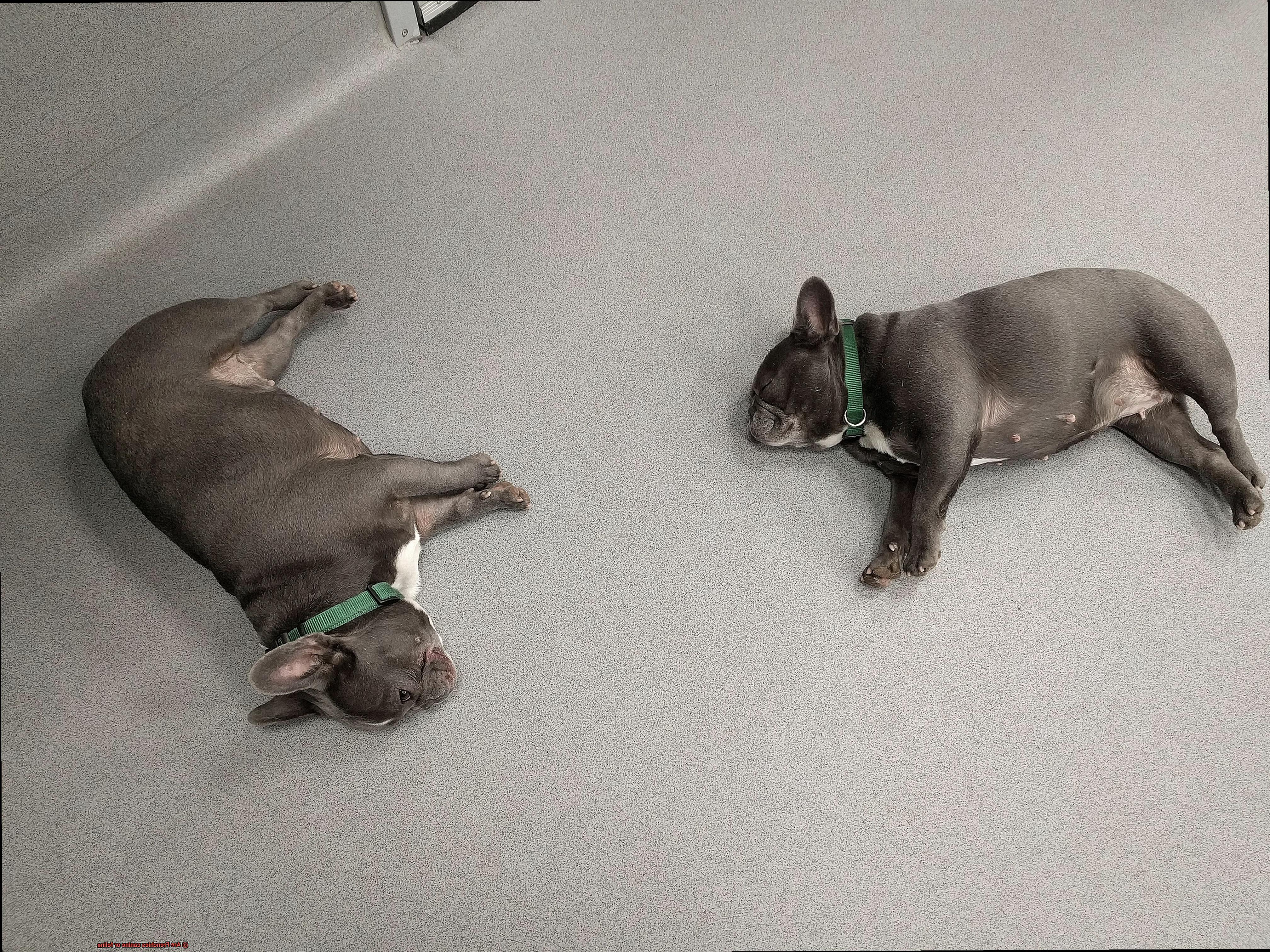 Are Frenchies canine or feline-3