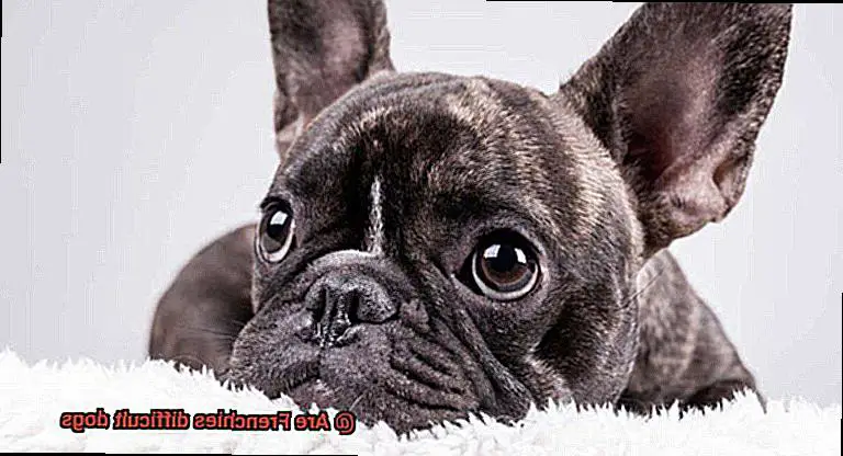 Are Frenchies difficult dogs-2