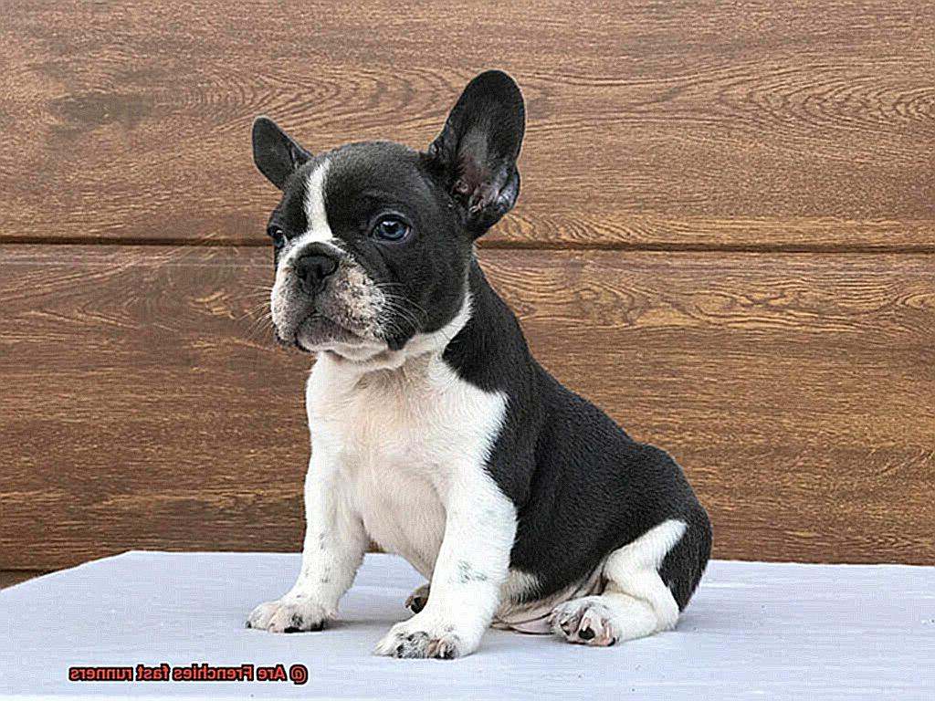 Are Frenchies fast runners-5