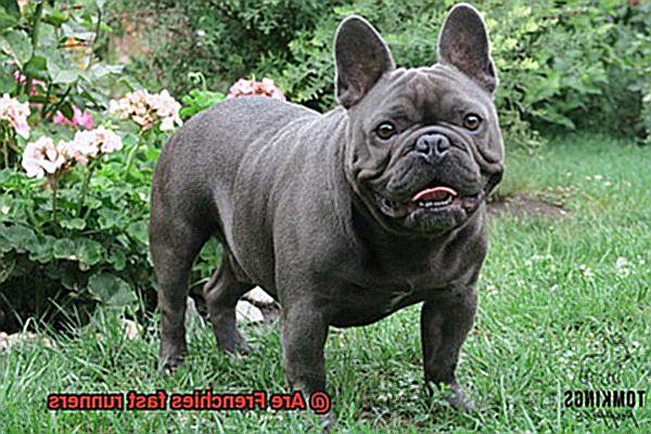 Are Frenchies fast runners-2
