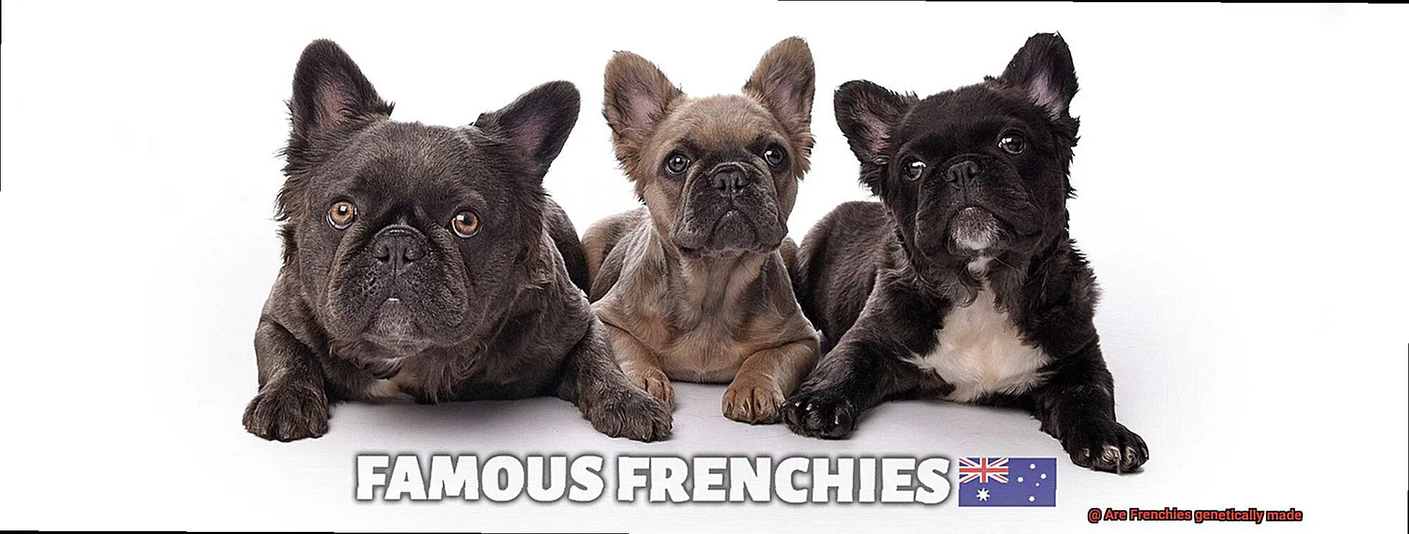 Are Frenchies genetically made-3