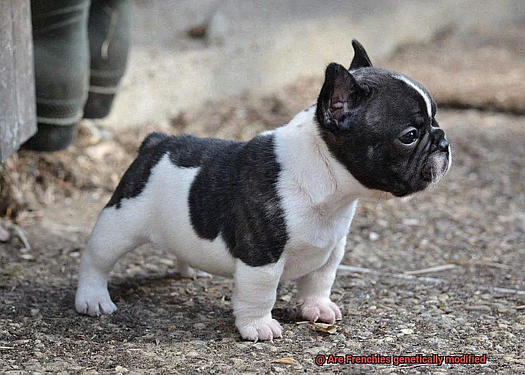 Are Frenchies genetically modified-7