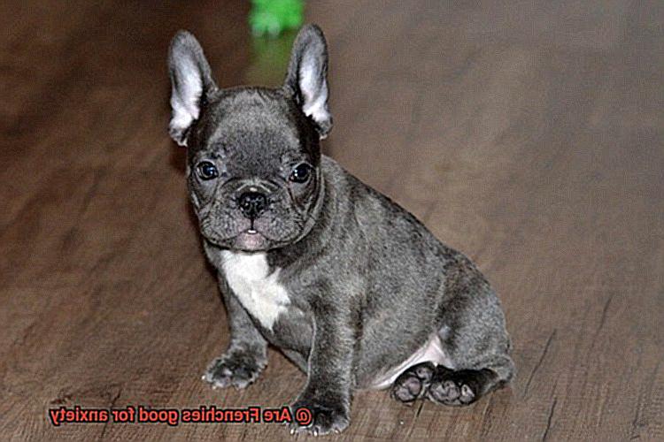 Are Frenchies good for anxiety-6