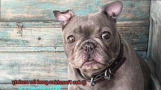 Are Frenchies good for anxiety-2