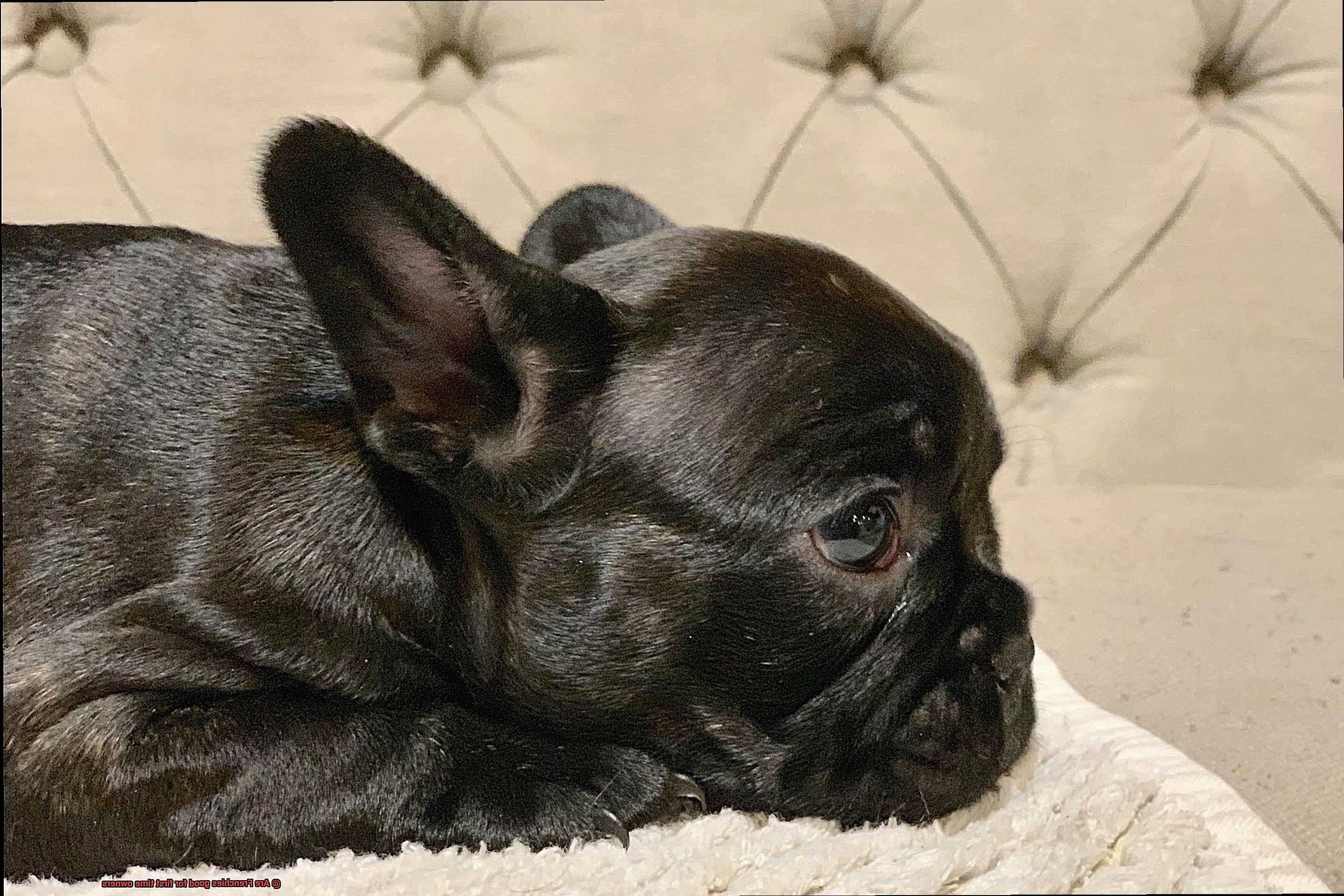 Are Frenchies good for first time owners-5