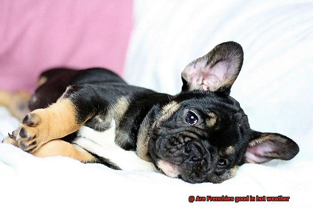 Are Frenchies good in hot weather-4
