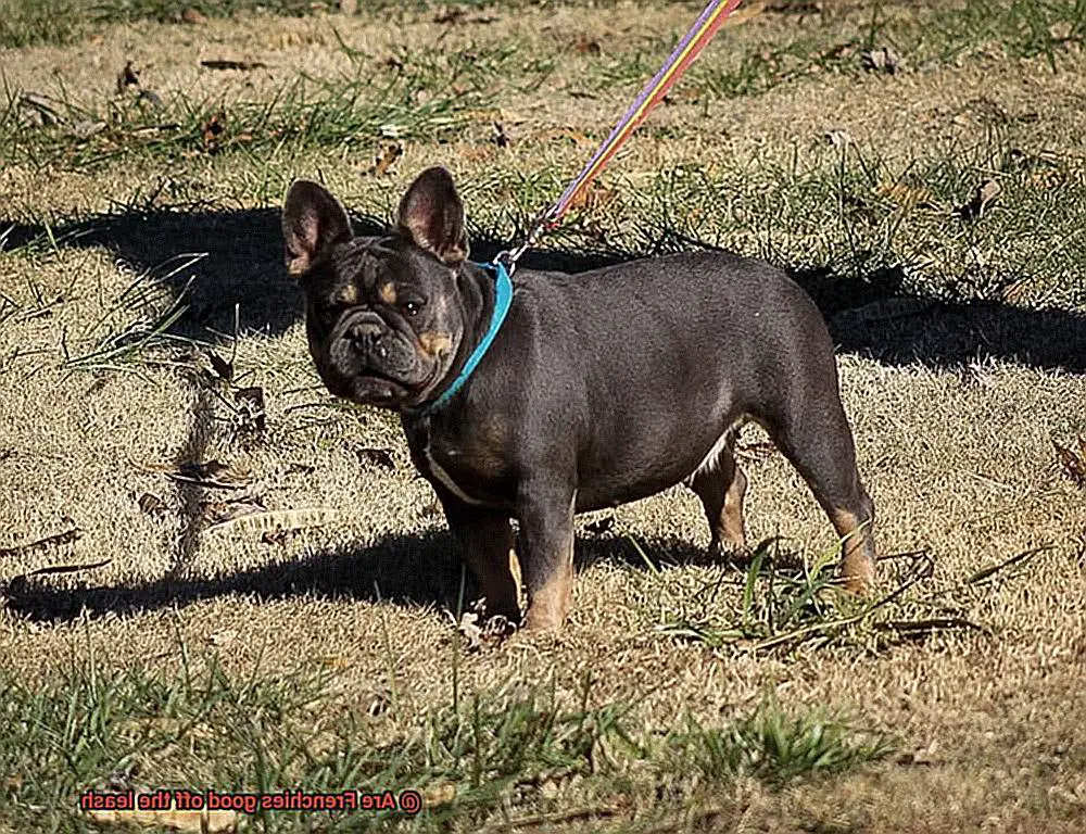 Are Frenchies good off the leash-5