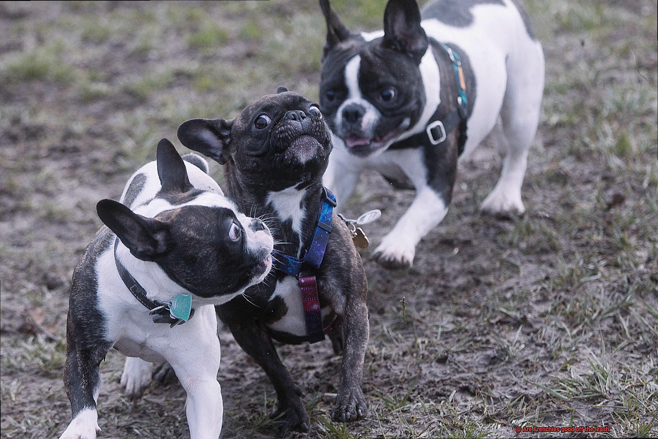 Are Frenchies good off the leash-6