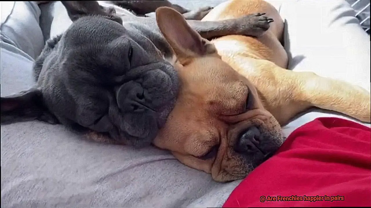 Are Frenchies happier in pairs-8