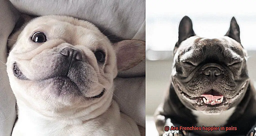 Are Frenchies happier in pairs-2