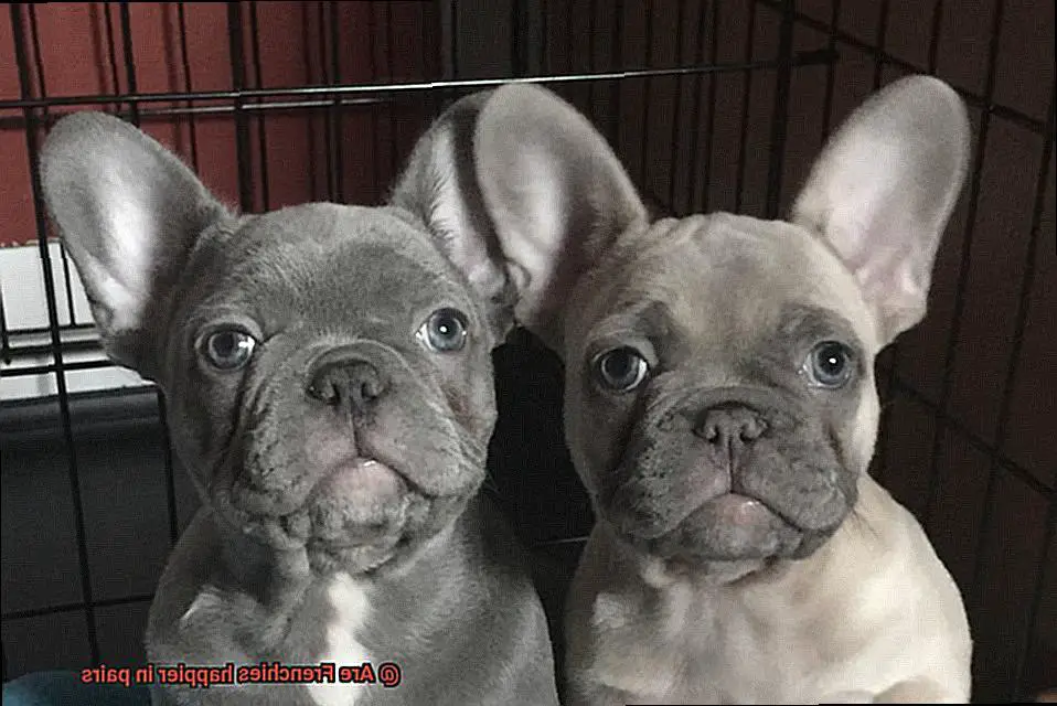 Are Frenchies happier in pairs-4