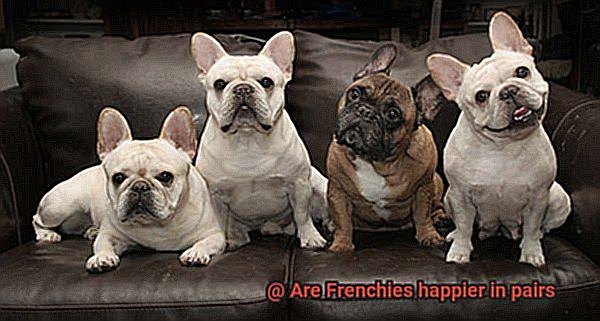 Are Frenchies happier in pairs-9