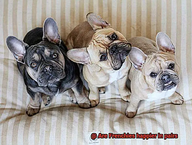 Are Frenchies happier in pairs-6