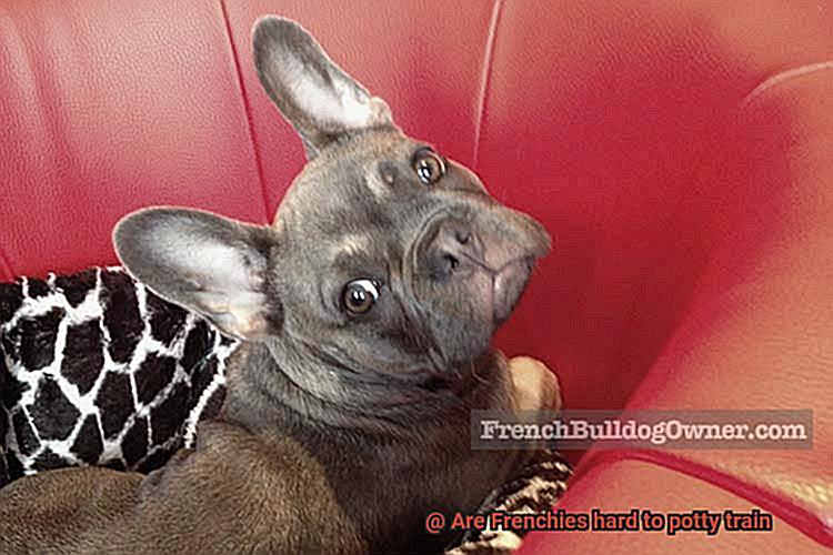 Are Frenchies hard to potty train-3