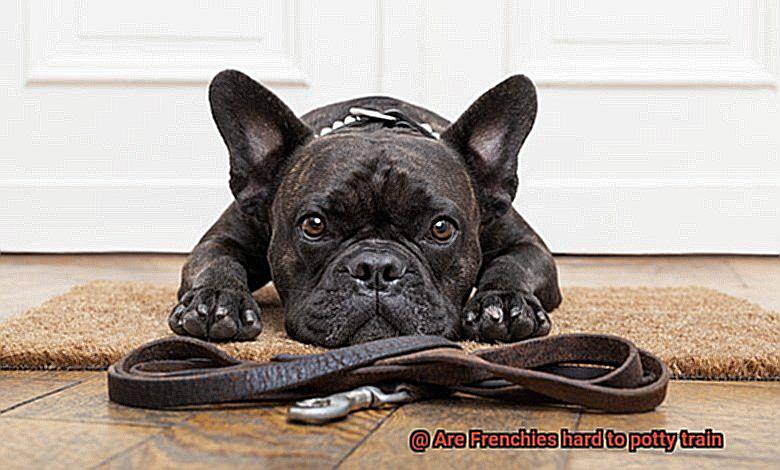 Are Frenchies hard to potty train-5