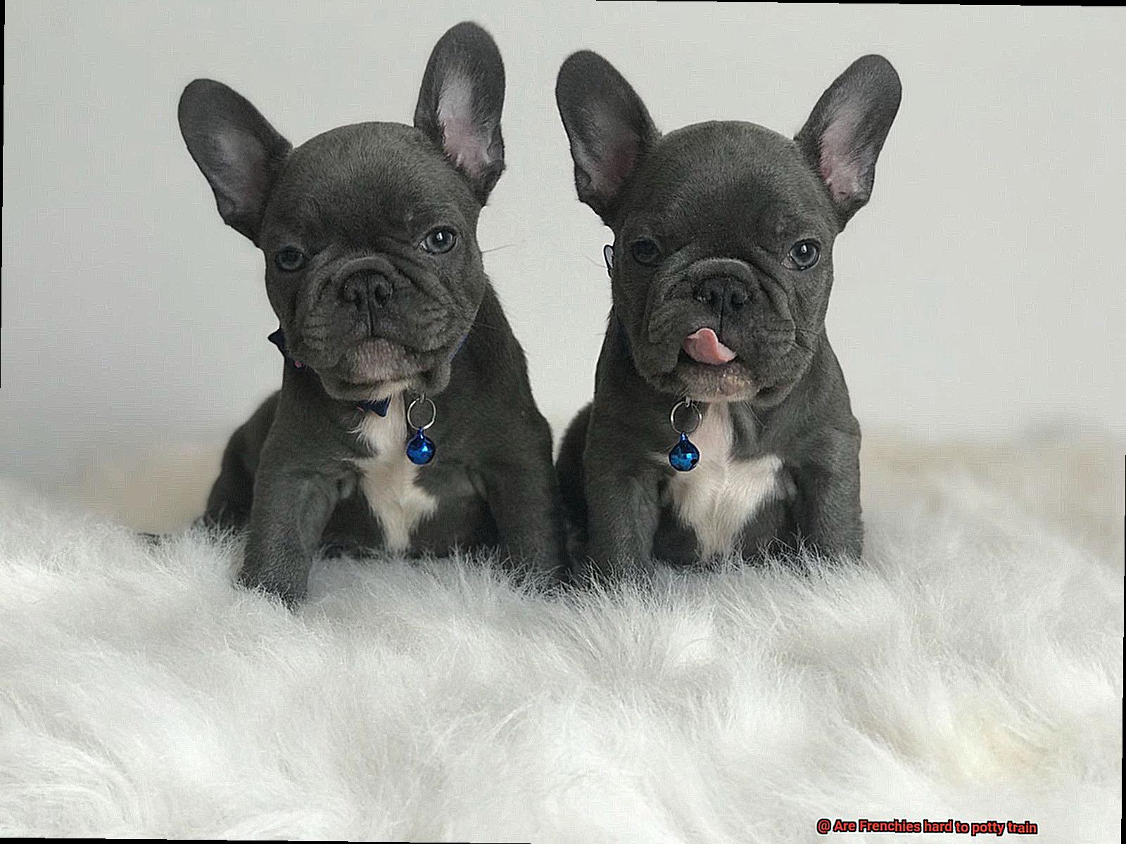 Are Frenchies hard to potty train-4