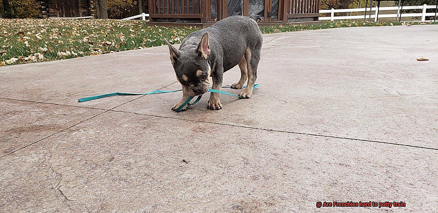 Are Frenchies hard to potty train-2