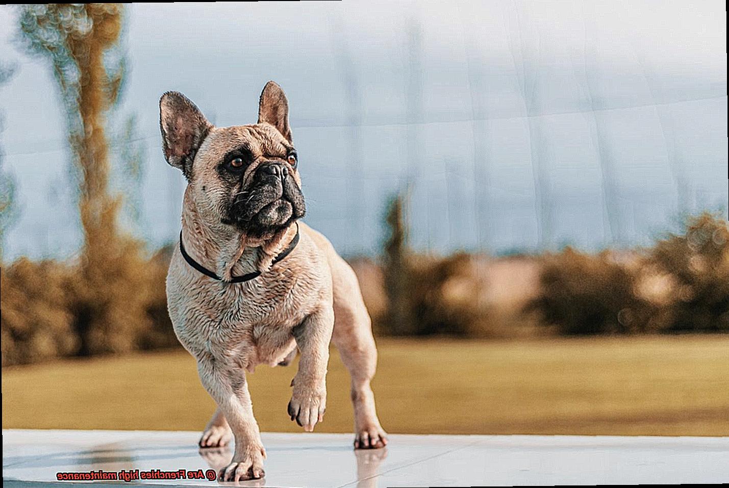 Are Frenchies high maintenance-2