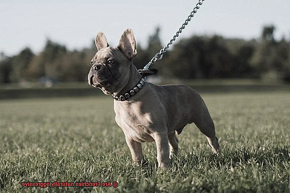 Are Frenchies naturally aggressive-4