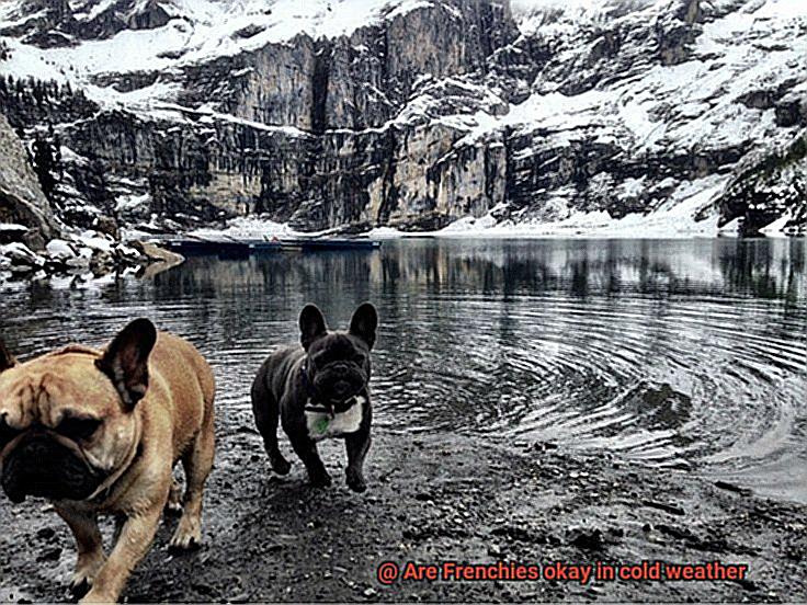 Are Frenchies okay in cold weather-2