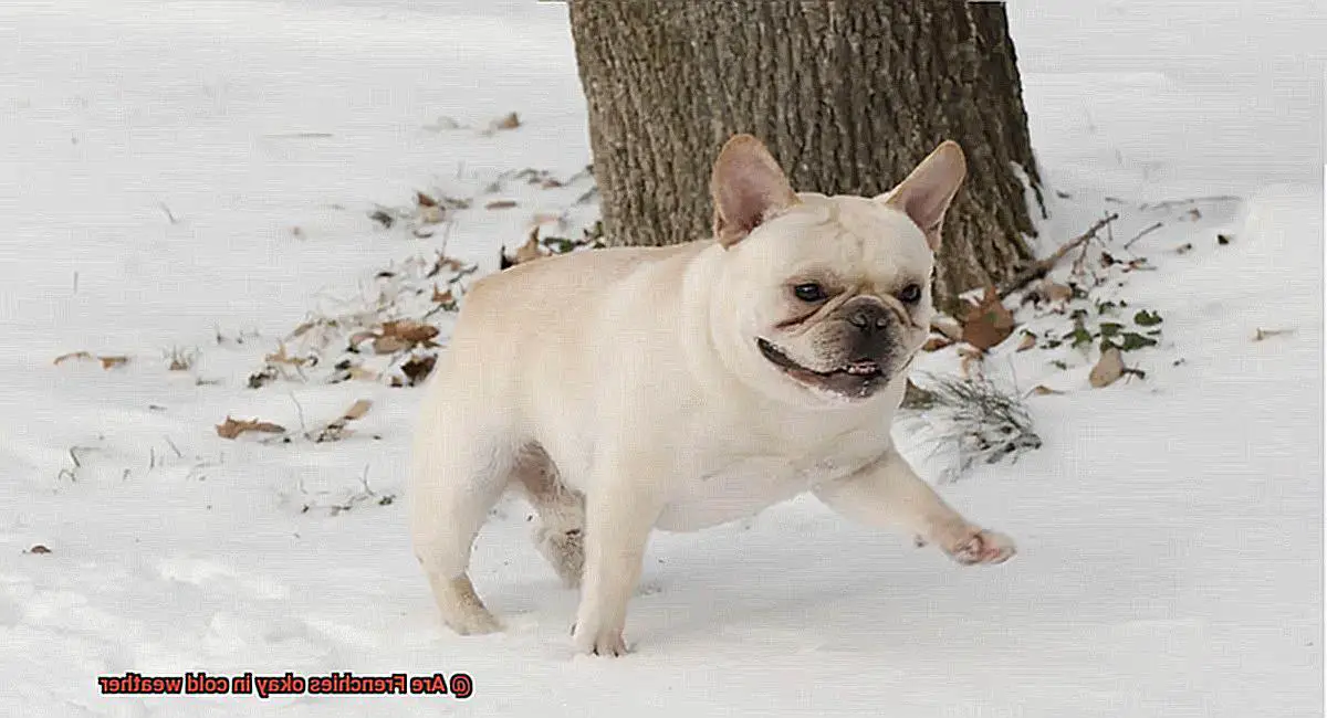 Are Frenchies okay in cold weather-3