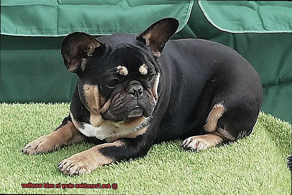 Are Frenchies okay in cold weather-4