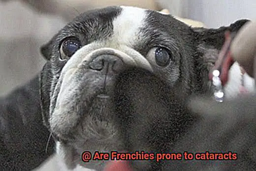 Are Frenchies prone to cataracts-5