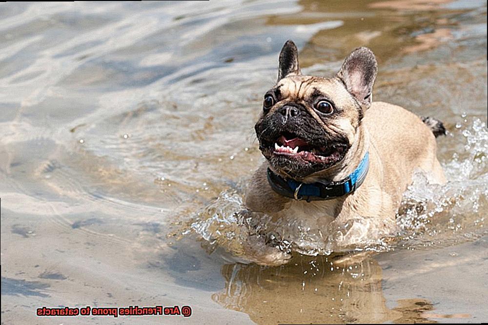 Are Frenchies prone to cataracts-6