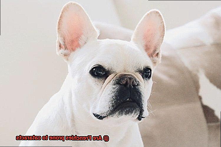 Are Frenchies prone to cataracts-3
