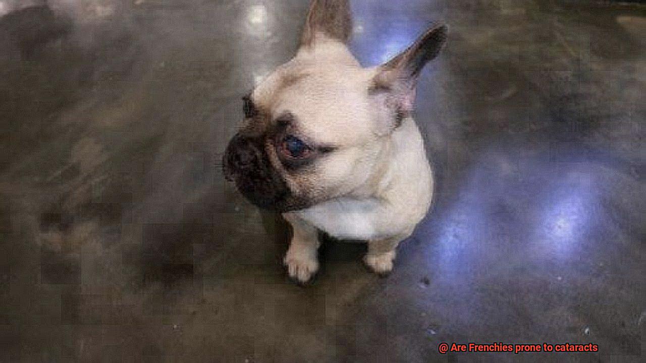 Are Frenchies prone to cataracts-2