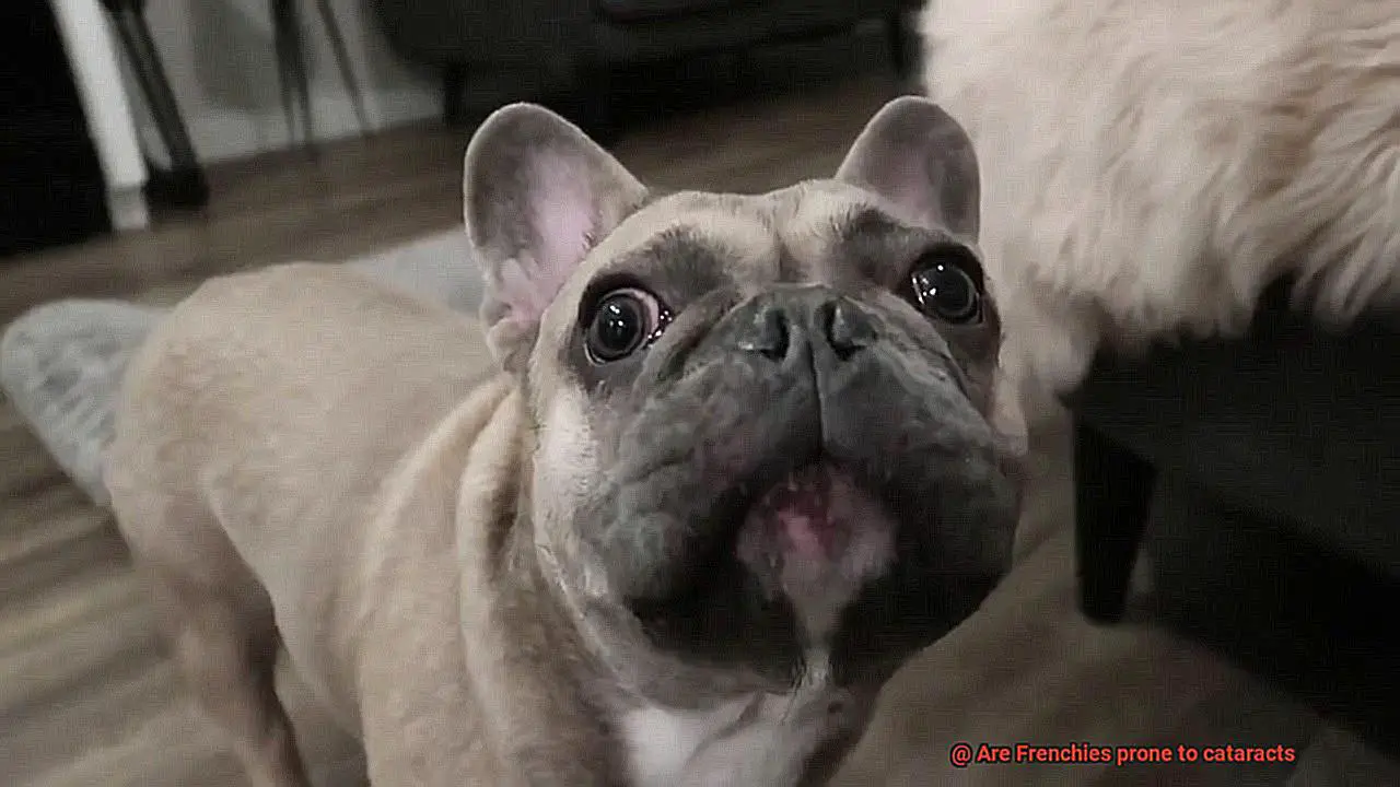 Are Frenchies prone to cataracts-4
