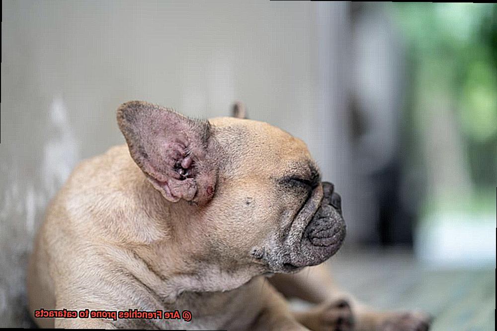 Are Frenchies prone to cataracts-7